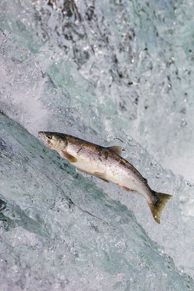 Su, Keren 아티스트의 Salmon jumping over Brooks Falls-Katmai National Park-Alaska-USA작품입니다.